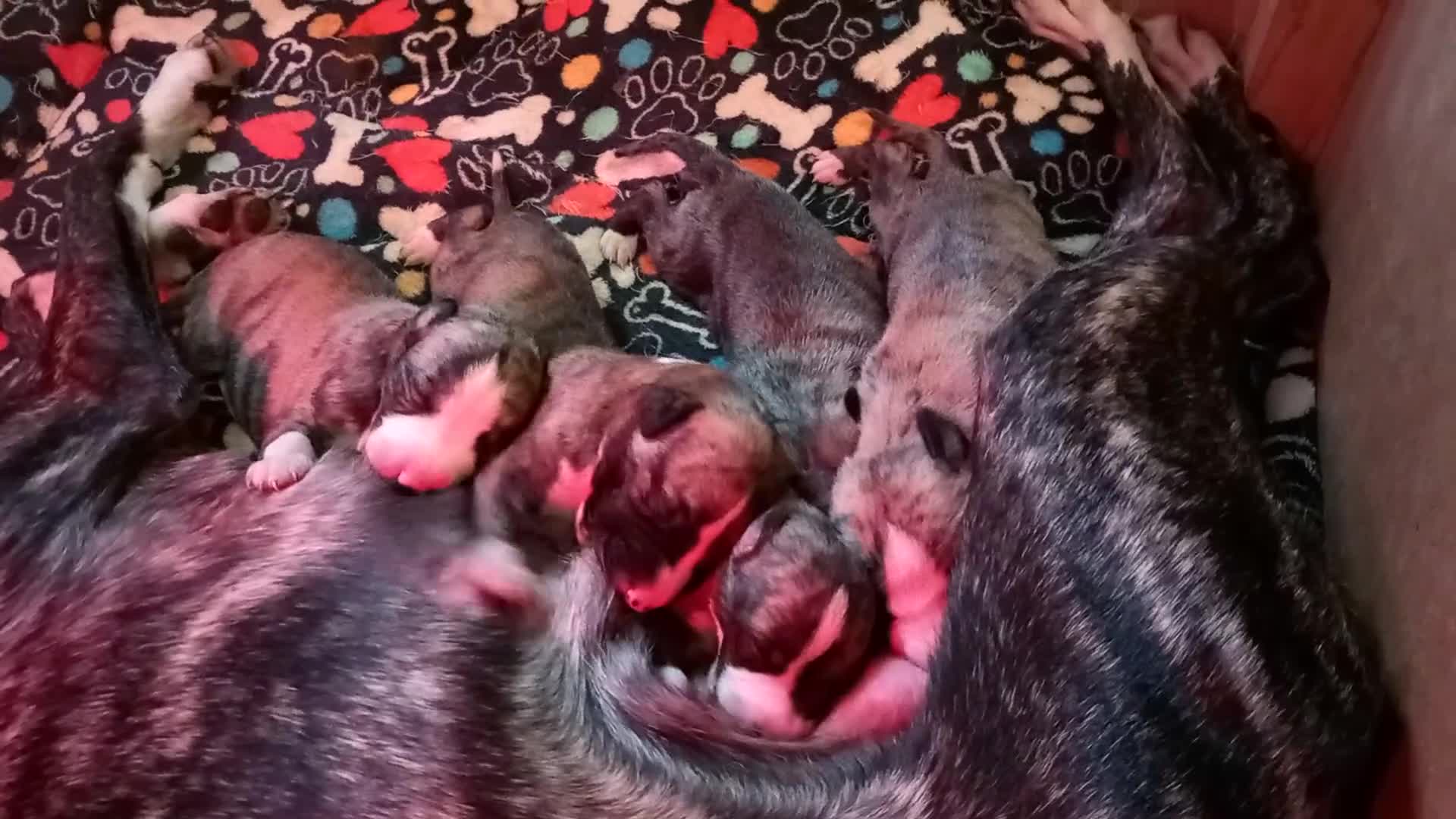 Whippet dogs for sale: Top Class Whippet Puppies bred from Champions - Video 1