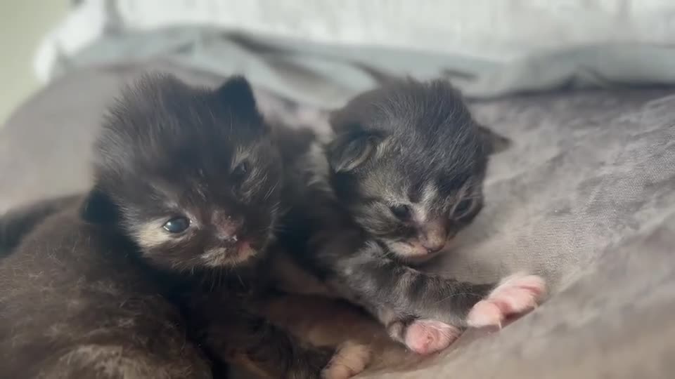 Ragdoll cats for sale: Beautiful kittens  - Video 2