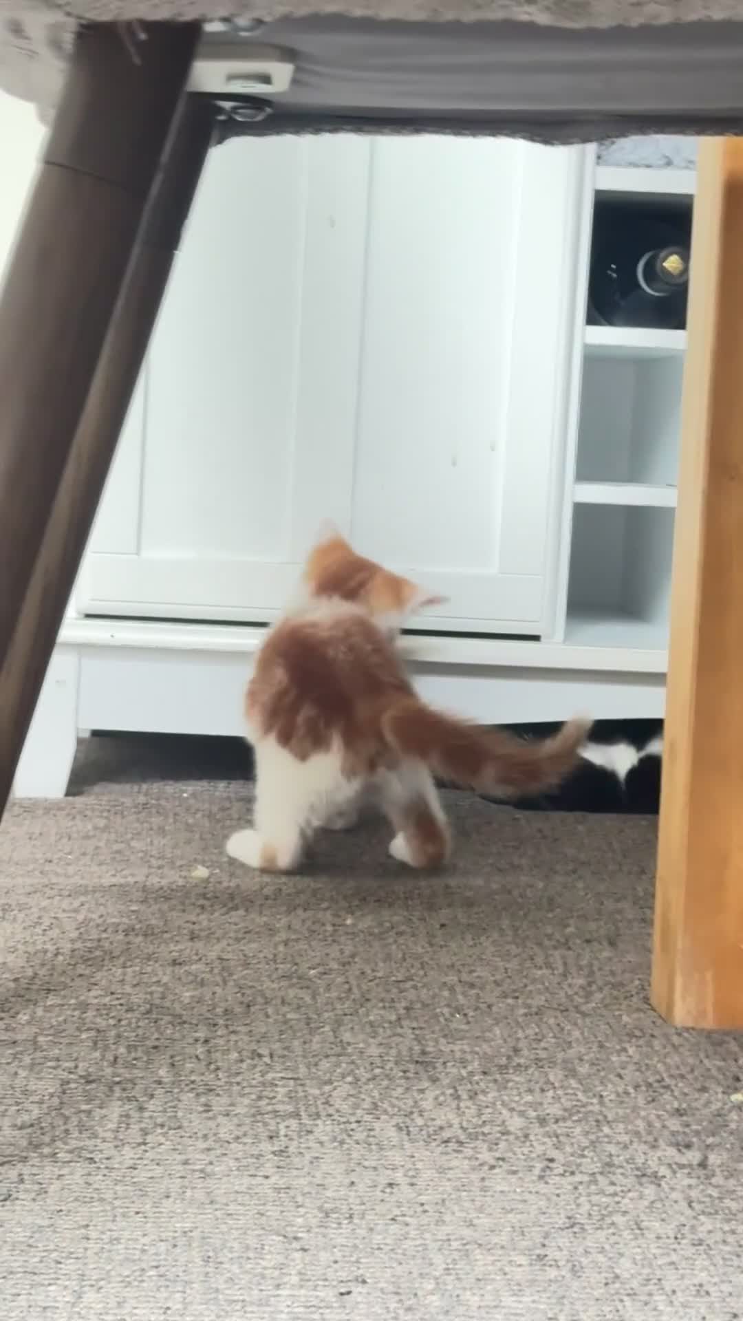 Mixed Breed cats for sale: Ginger with white patch kitten  - Video 2