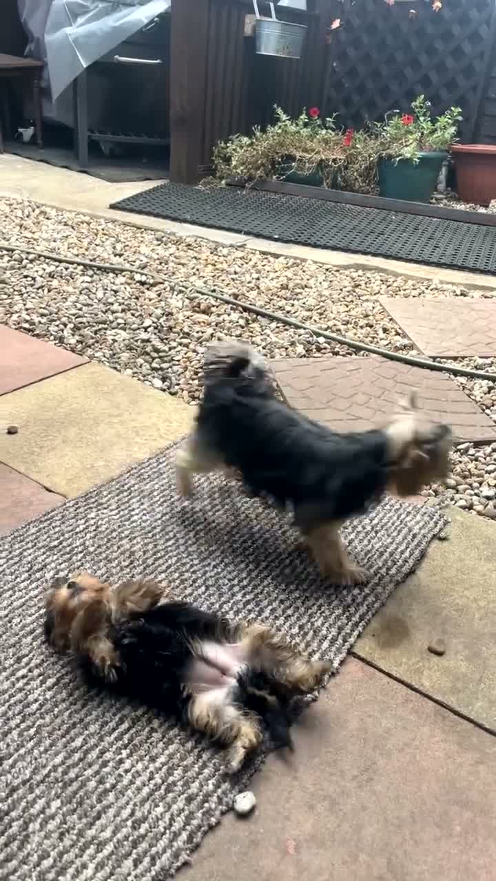 Yorkshire Terrier dogs for sale: 4 Beautiful Yorkshire Terrier Puppies  - Video 1
