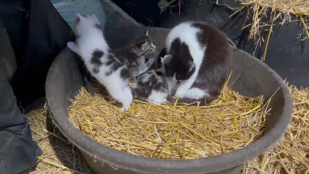 Mixed Breed cats for sale: Beautiful Kittens  - Video 2