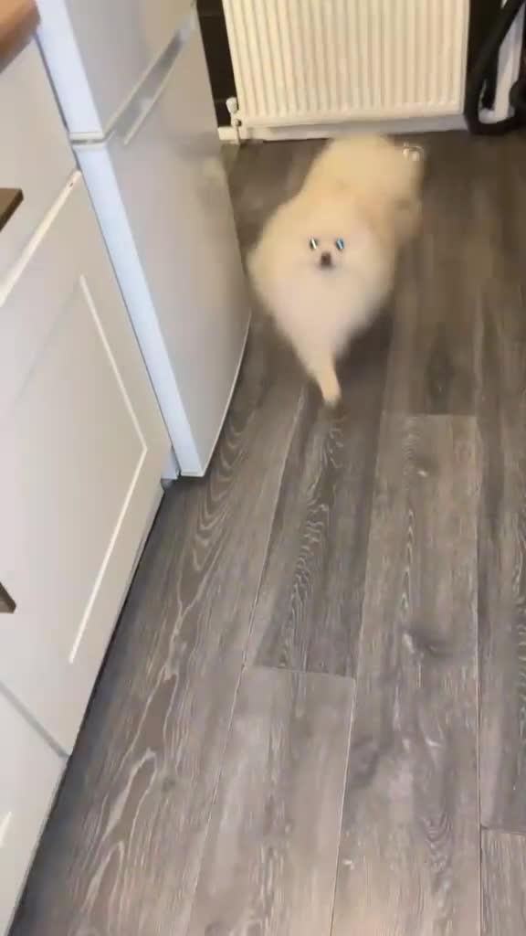 Pomeranian dogs for sale: Male Teddy Pomeranian  - Video 1