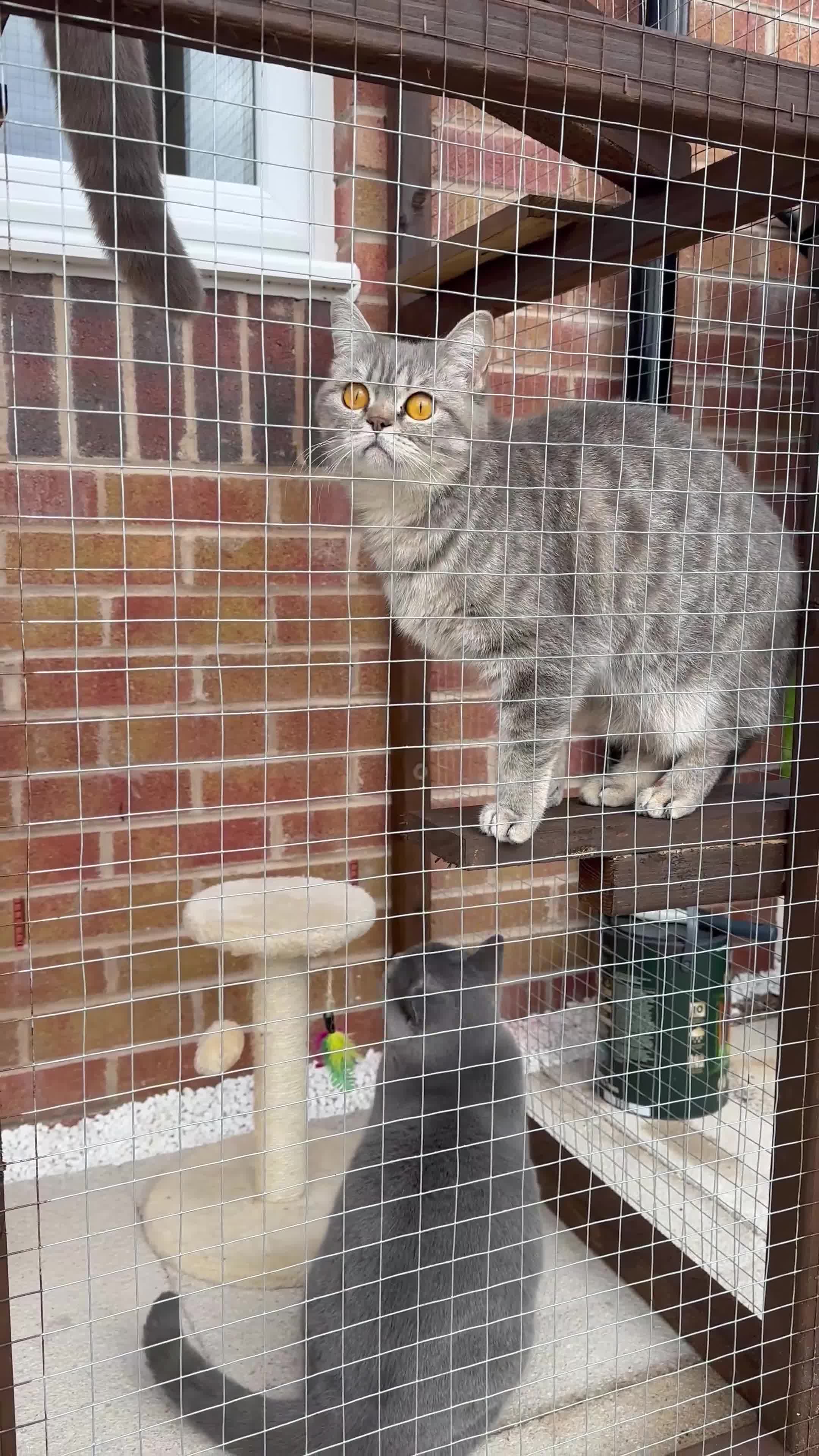 British Shorthair cats for sale: Bonded pair - British Shorthair girls - GCCF Reg - Video 2