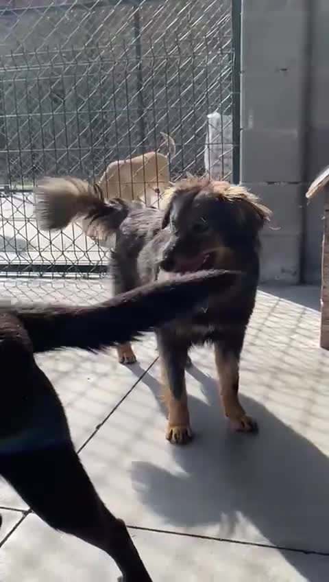 Mixed Breed dogs for adoption: Edie, 1 yr old approx. Available for adoption. - Video 1