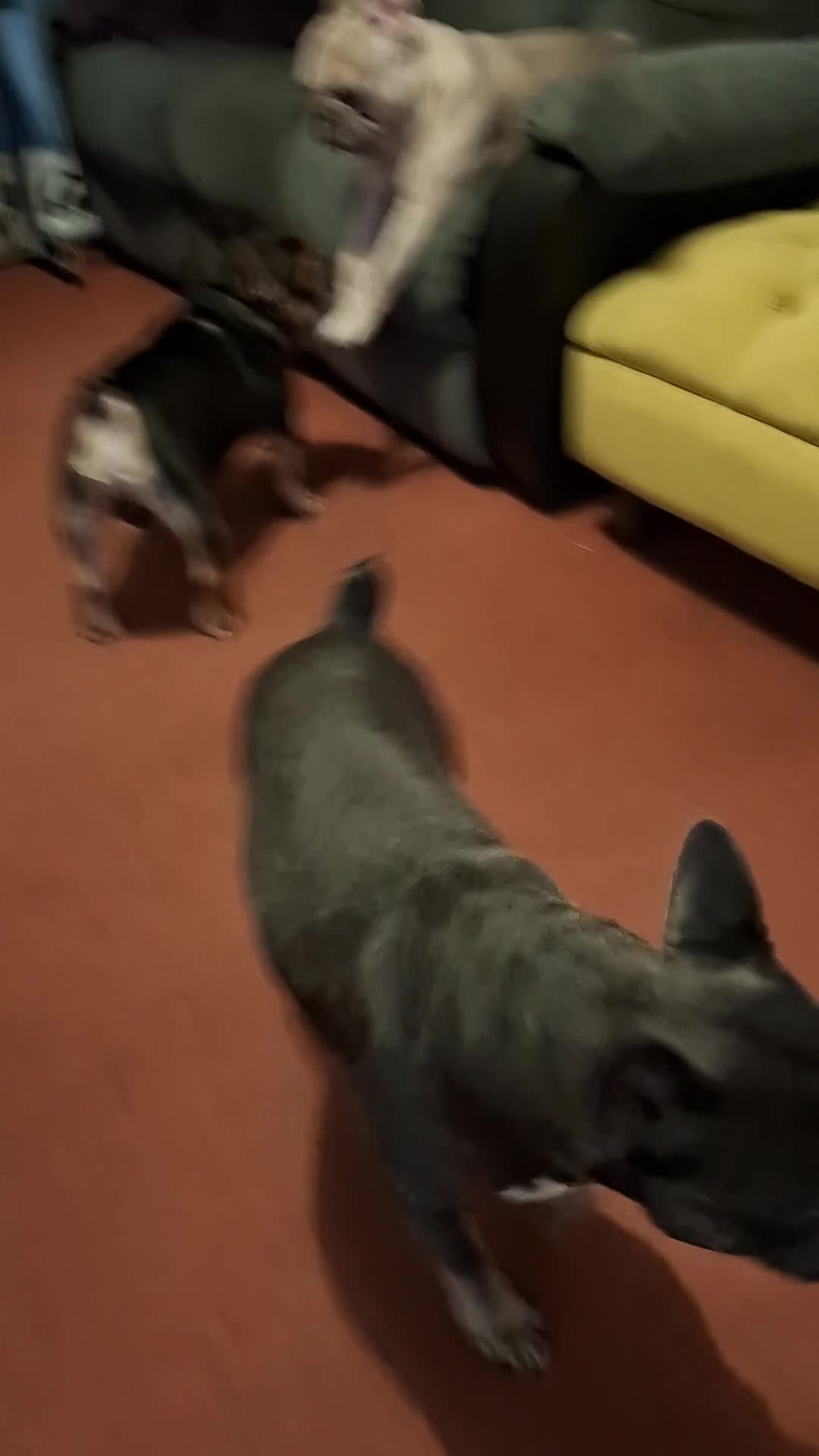 French Bulldog dogs for sale: 2 Year old French Bulldog - Video 2