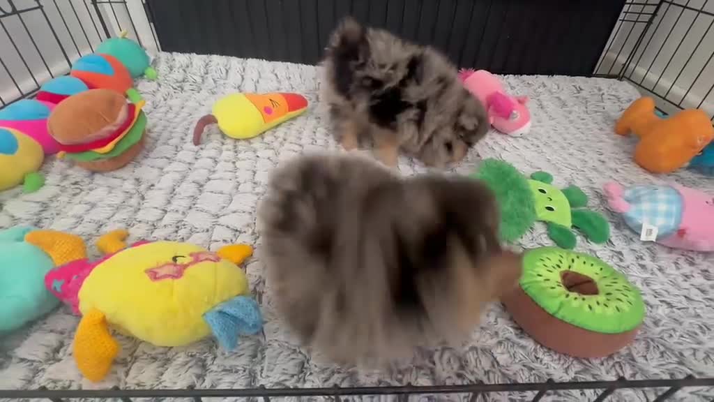 Pomeranian dogs for sale: AMAZING QUALITY POMERANIANS - Video 3