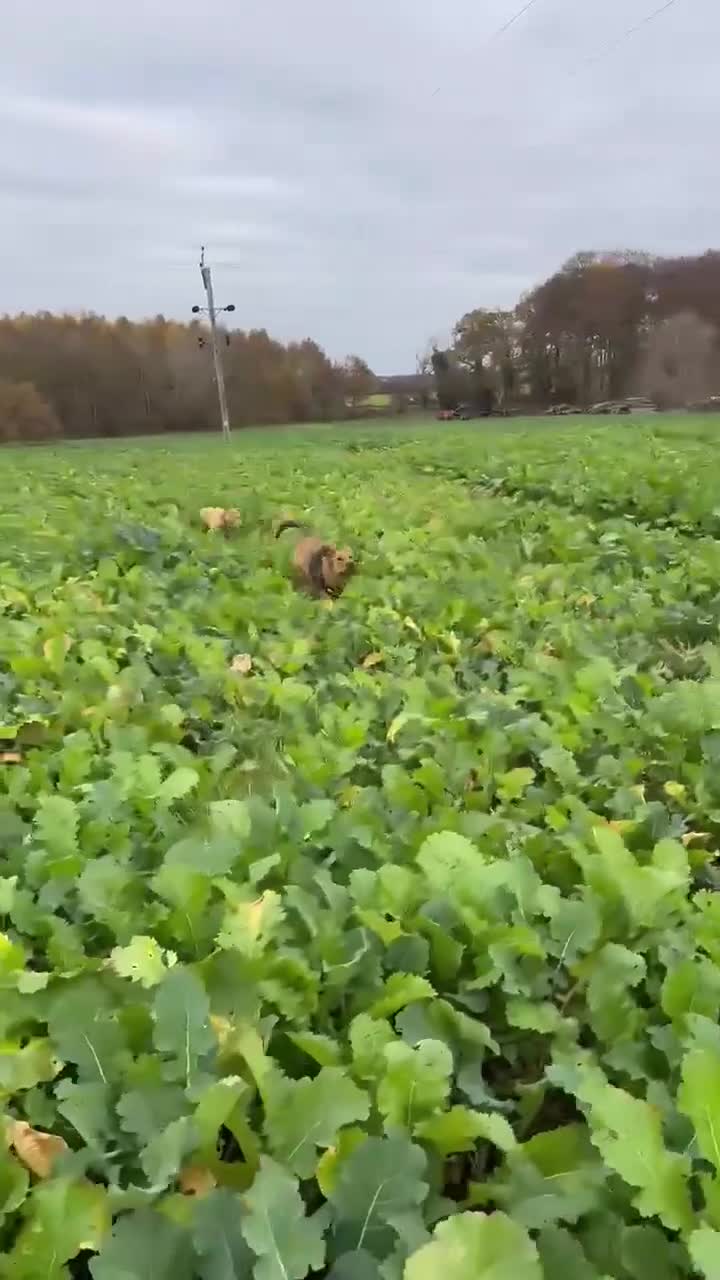 Mixed Breed dogs for adoption: Taz needs a perfect home  - Video 2