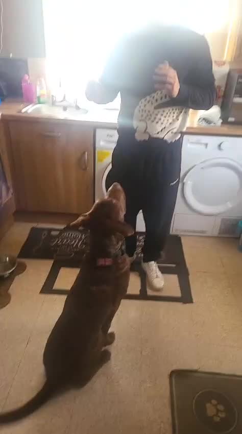 Mixed Breed dogs for sale: Beautiful baby boy  - Video 1