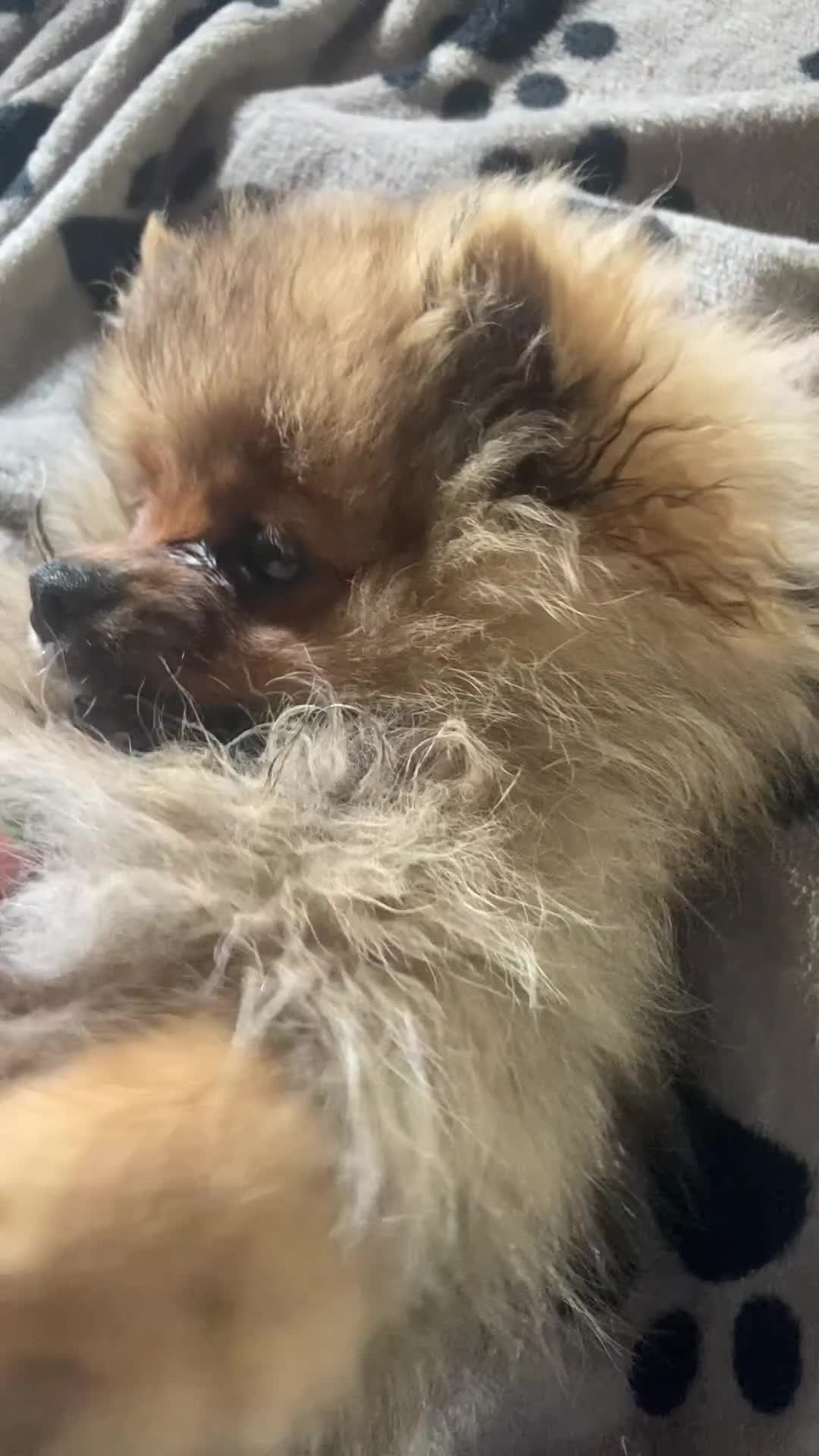 Pomeranian dogs for sale: Pomeranian Teddy Bear Male  - Video 2