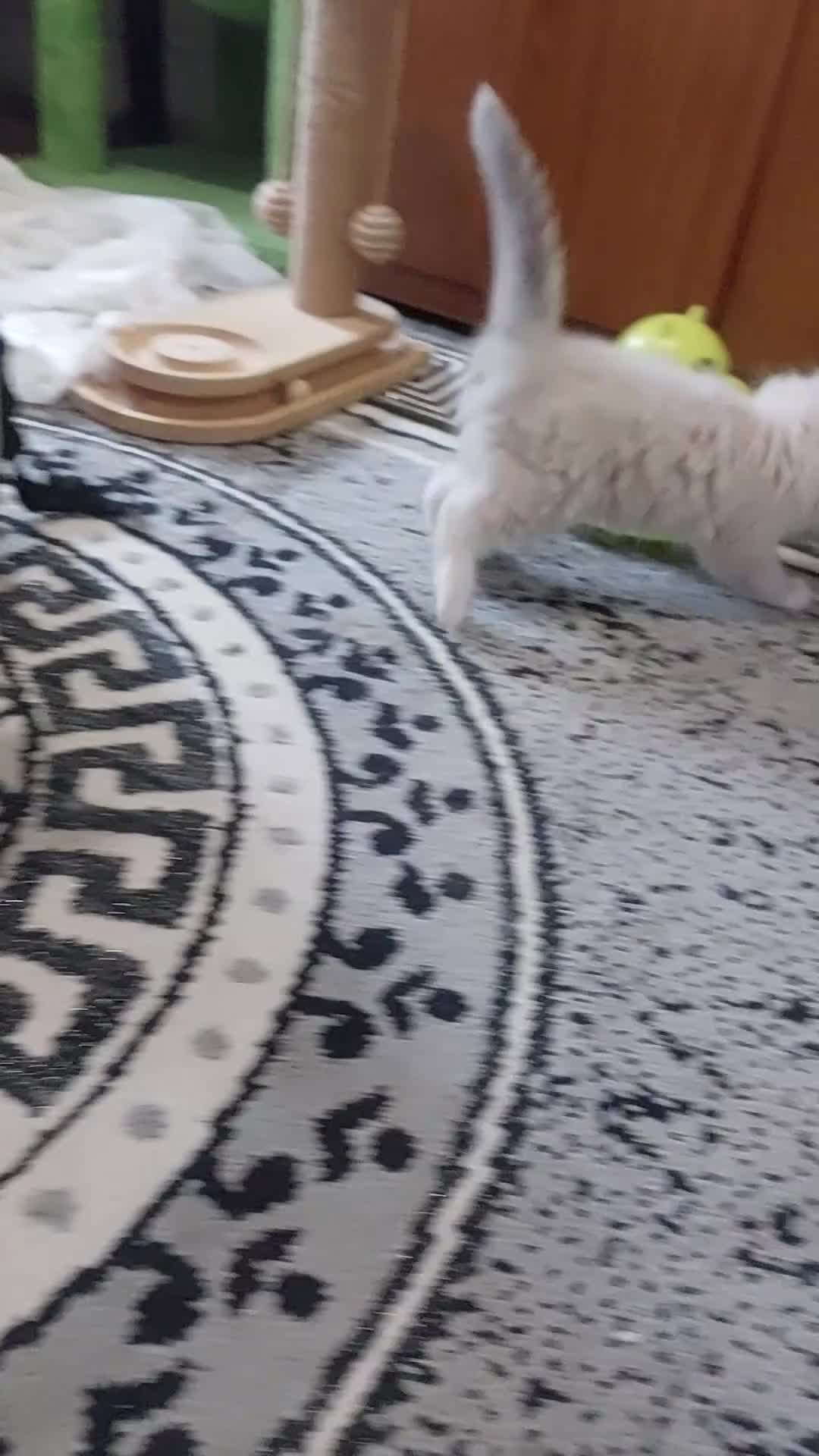 Ragdoll cats for sale: Beautiful and adorable rag dolls. 🐱🐱🐱🐱 - Video 2