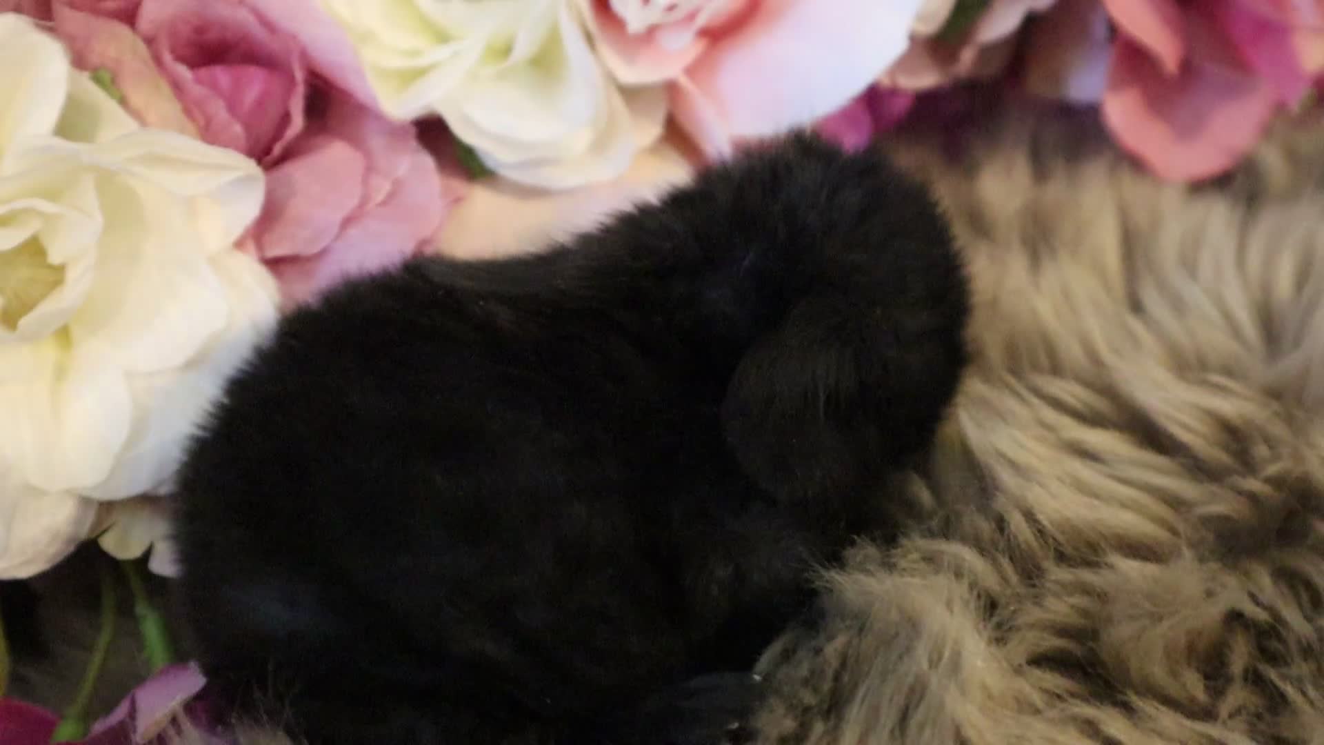 Mini Lop rabbits for sale: 🐇🌿Mini Lops kits🌿🐇 - Video 1