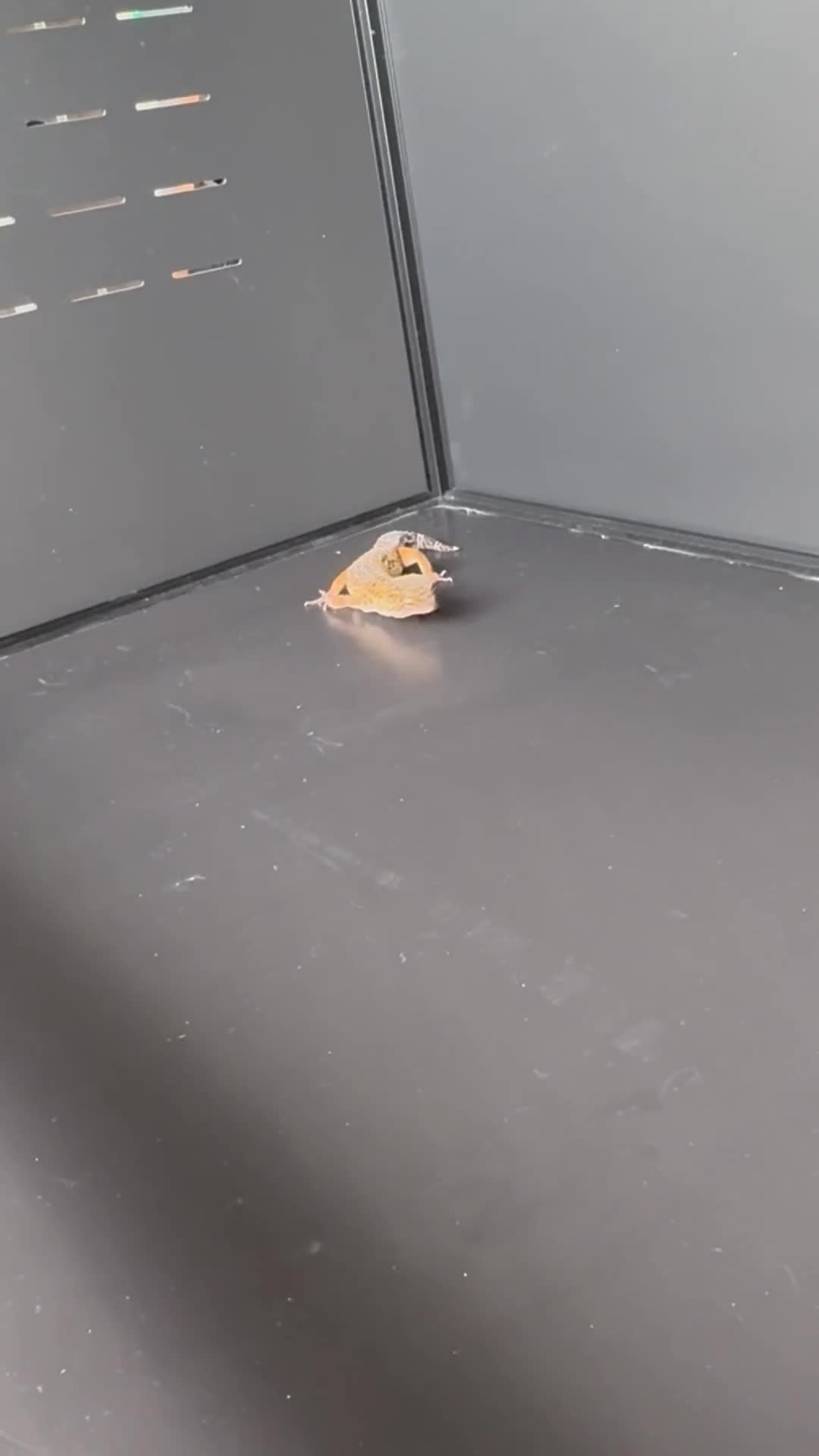 Leopard Gecko reptiles for sale: Barney  in Castleford - Video 1