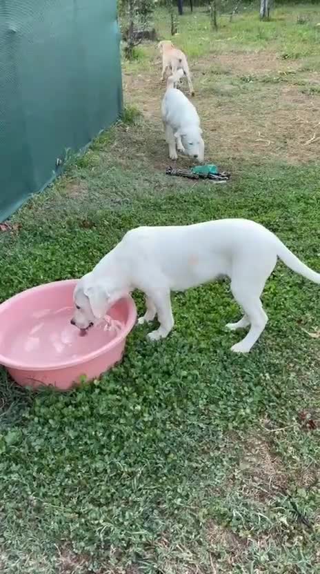 Mixed Breed dogs for adoption: 🤍 PAUL – Big Paws, Big Smile, Even Bigger Heart❤️ - Video 1