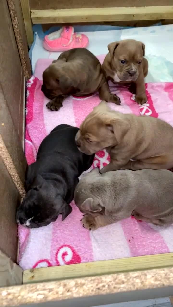 Dorset Olde Tyme Bulldogge dogs for sale: Beautiful KC olde English bulldogs in spennymoor  - Video 1