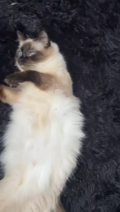 Ragdoll cats for sale: Ragdoll kittens  - Video 1