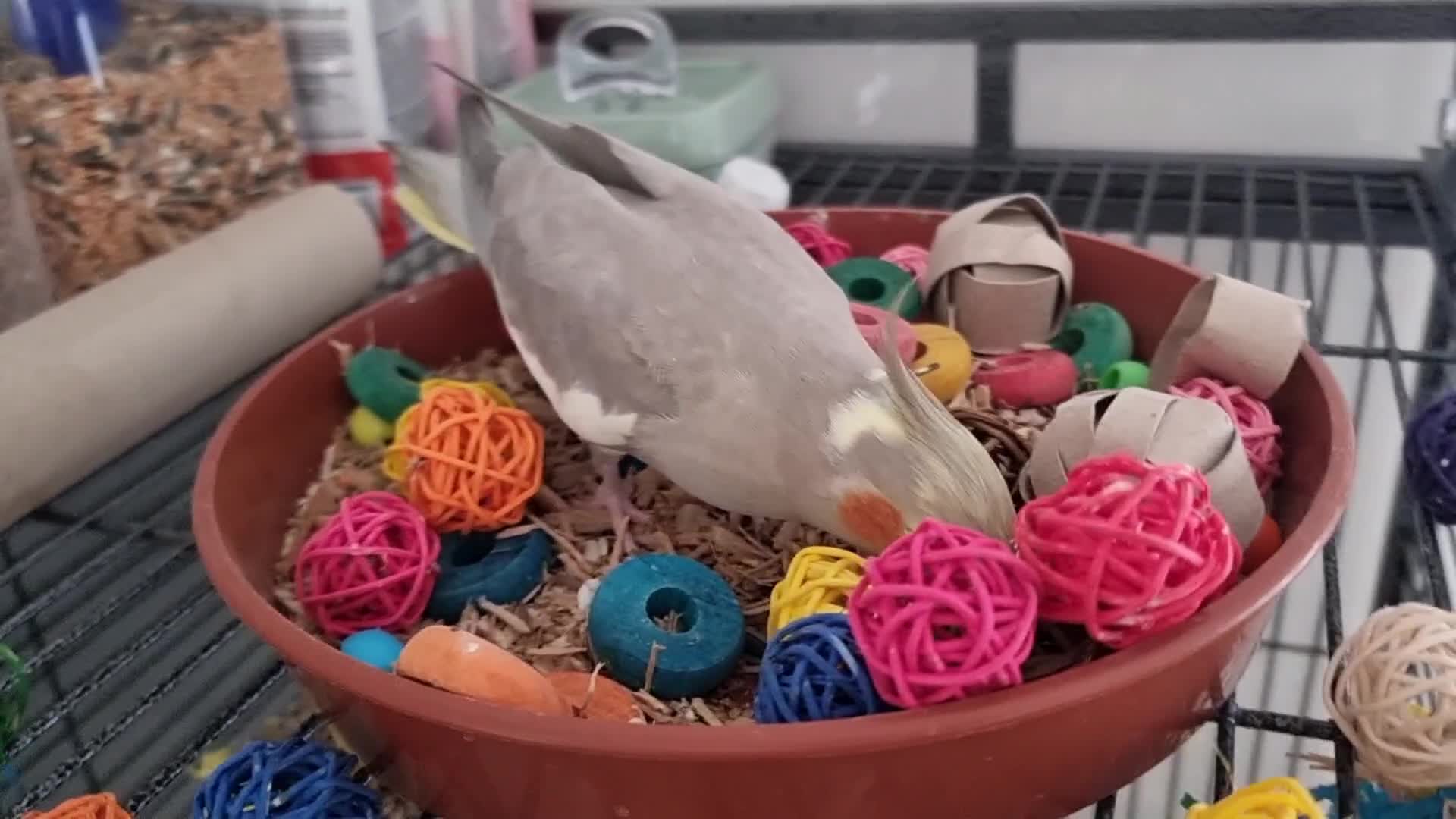 Cockatiels birds for sale: Hand tame and friendly Cockatiel – Minky in Purfleet - Video 2