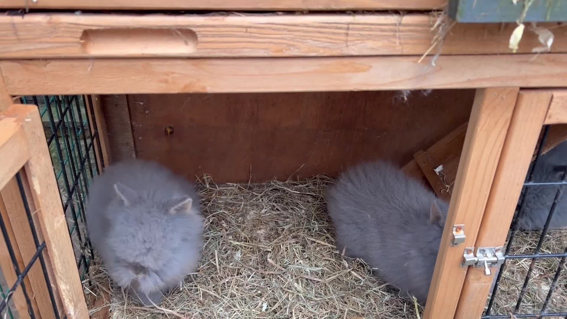Lionhead rabbits for sale: Double mane lion head baby’s for sale  - Video 3