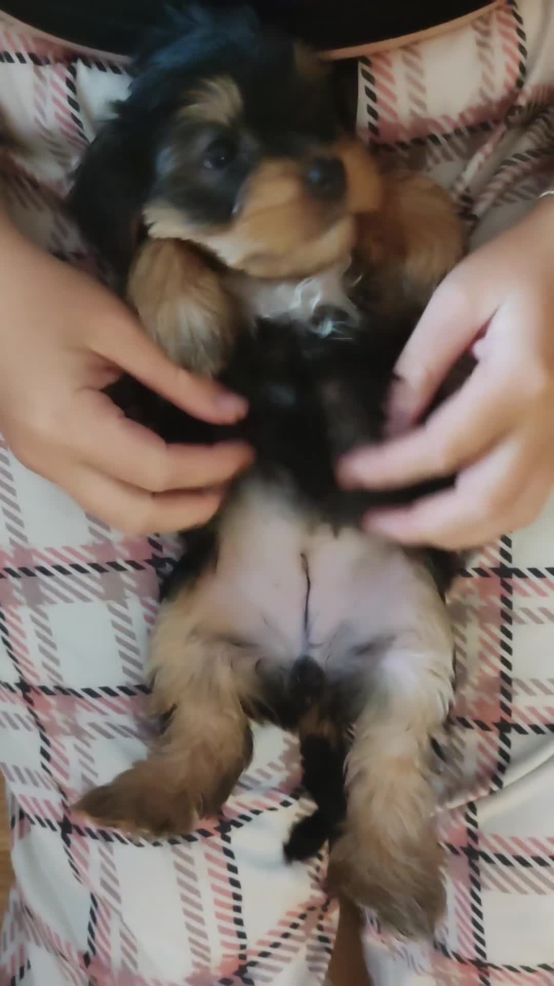 Yorkshire Terrier dogs for sale: Yorkshire terrier puppies  - Video 1