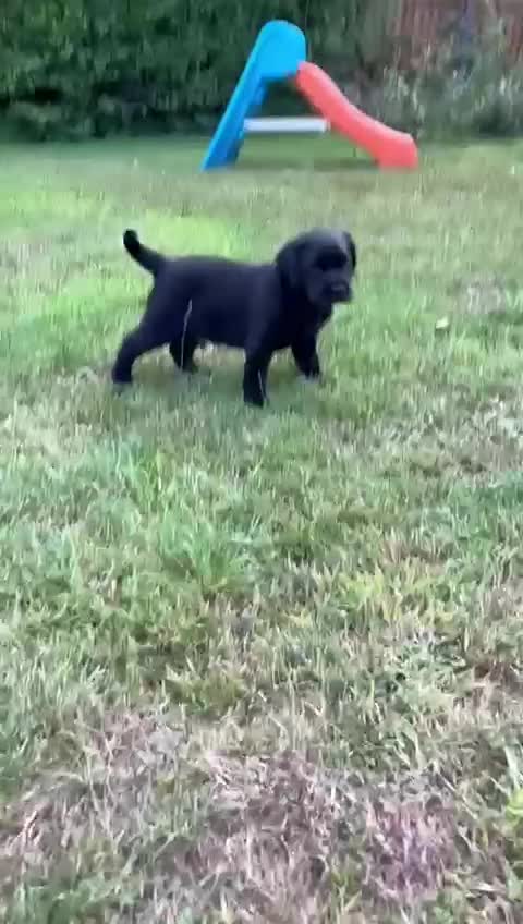 Labrador Retriever dogs for sale: Gorgeous black dog remaining from litter  - Video 1