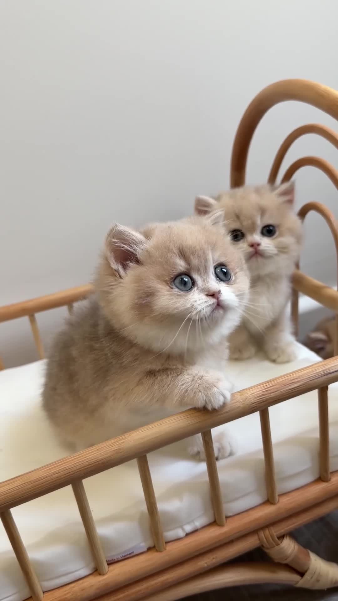 British Shorthair cats for sale: Golden Blue British Shorthair kittens - Video 5