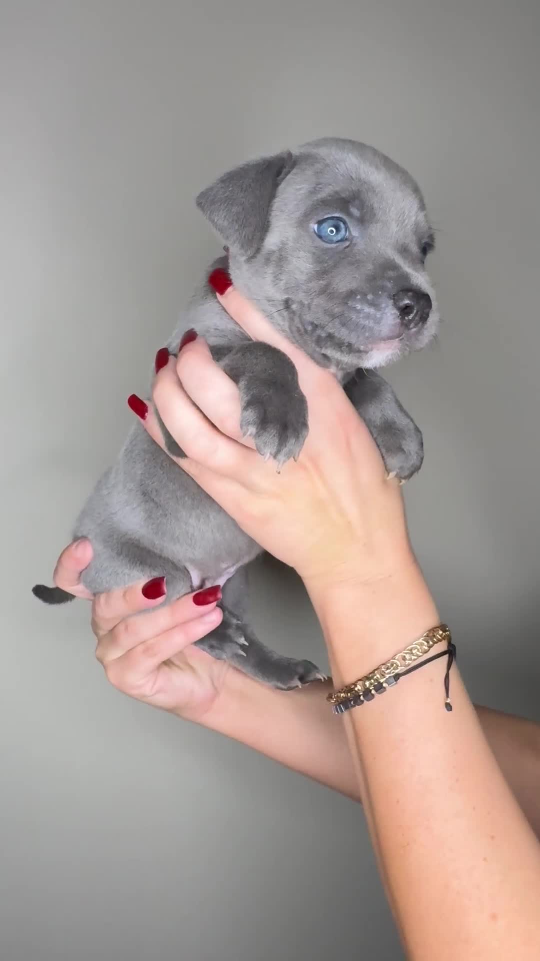 Staffordshire Bull Terrier dogs for sale: Stunning Blue Staffie Puppies 🐾  - Video 2