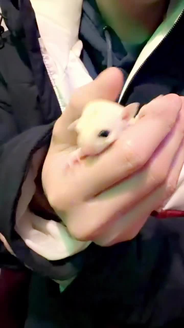 Sugar Glider rodents for sale: Leu gliders - Video 1