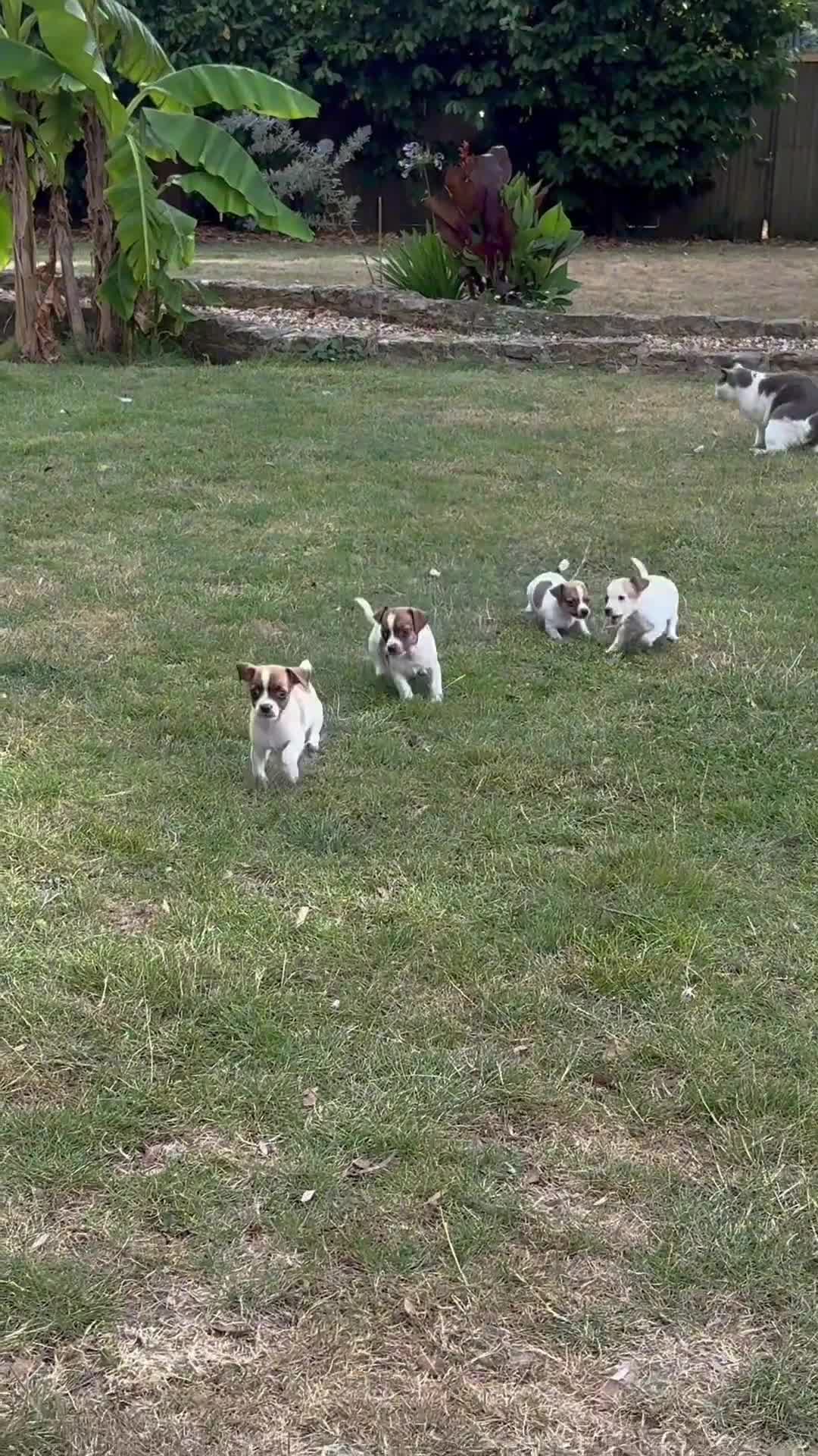 Jack Russell dogs for sale: Adorable mini Jack Russell babies  - Video 1
