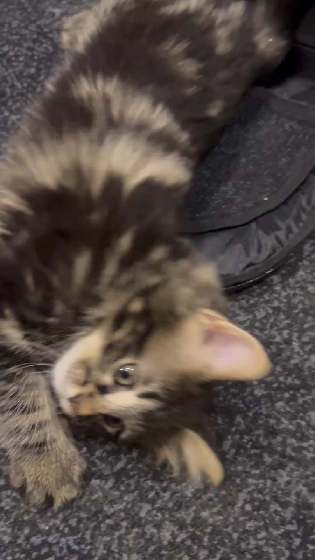 Bengal cats for sale: Half Bengal X Half Maine Coon for sale  - Video 2