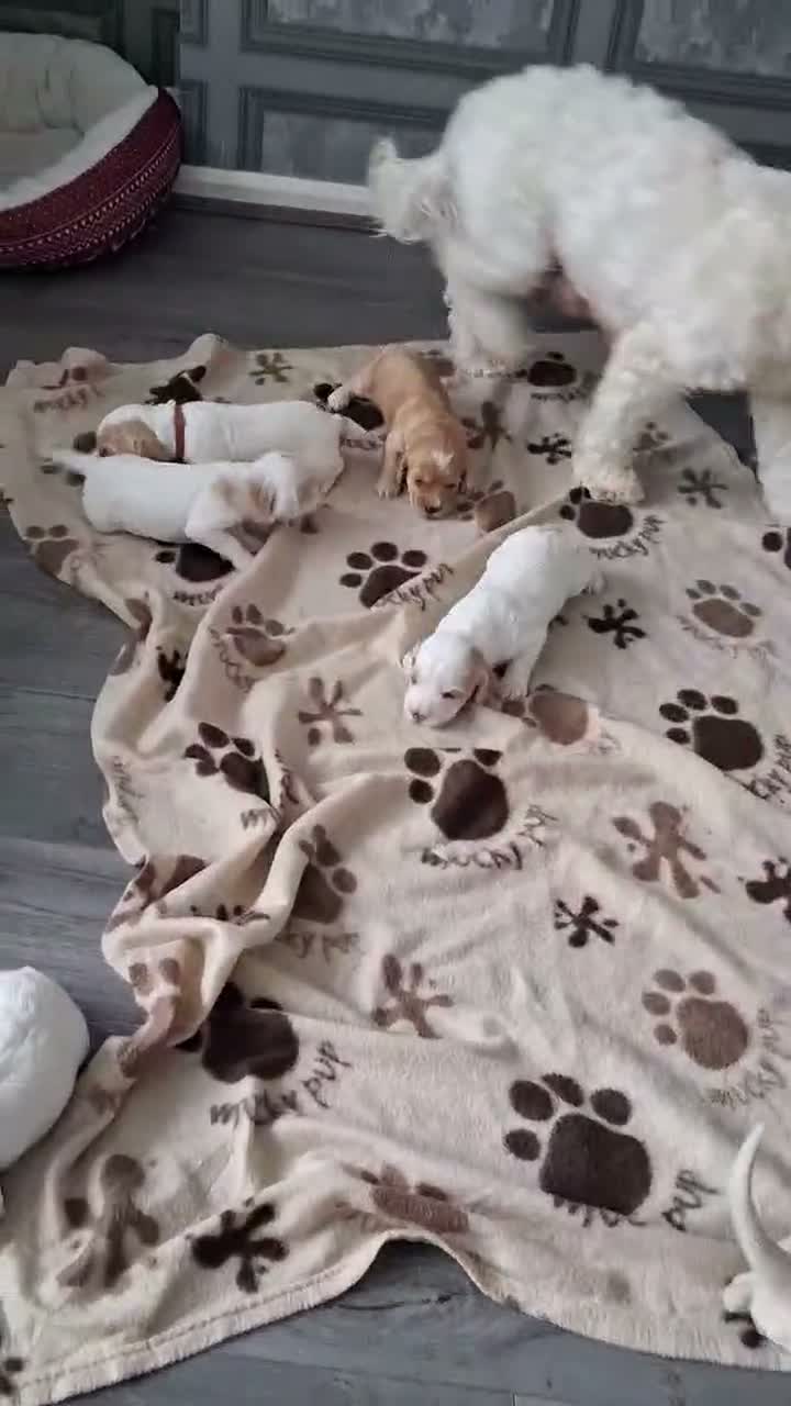 Cockapoo dogs for sale: Cockapoo puppies - Video 2
