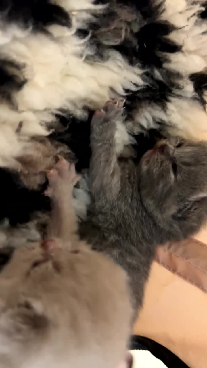British Shorthair cats for sale: Gccf British short hairs 🥇 - Video 3