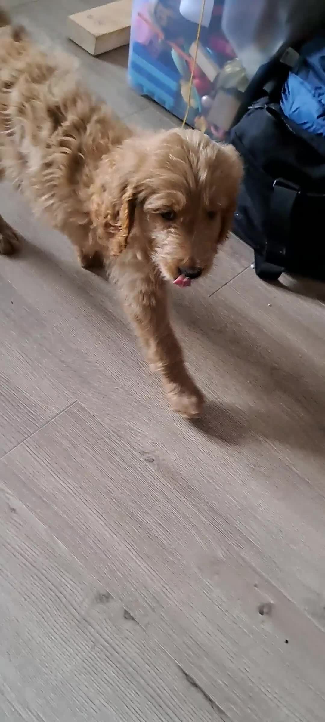 Goldendoodle dogs for sale: Goldendoodle Puppies – Ready for Walks 🐾 - Video 2