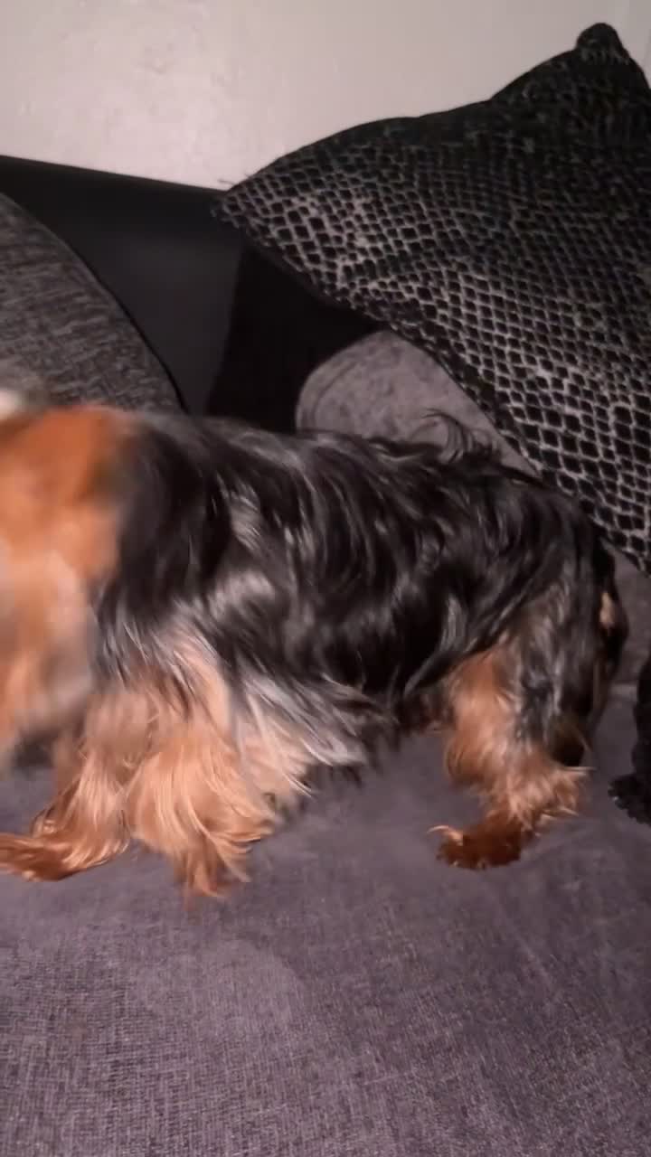 Yorkshire Terrier dogs for stud: Toy Yorkshire terrier  - Video 1