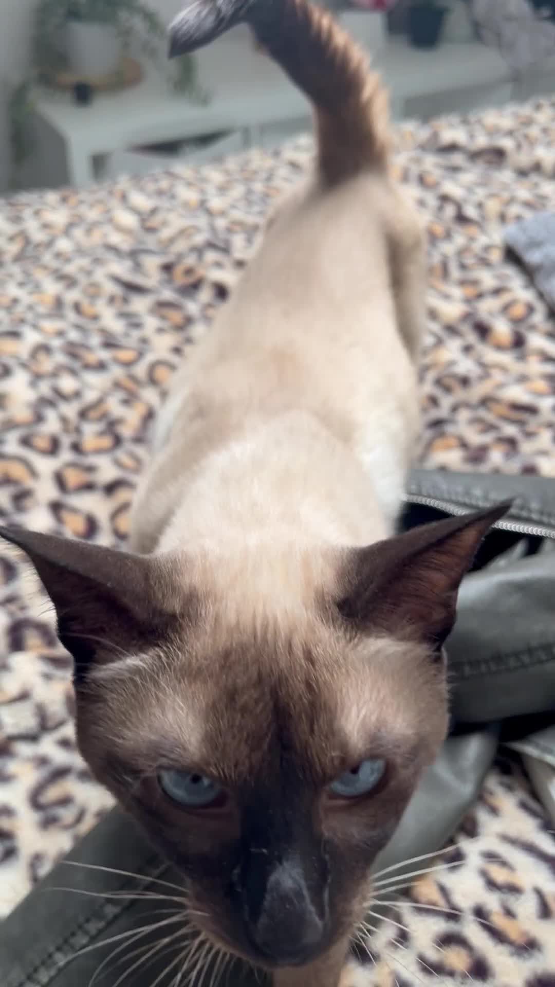 Siamese cats for stud: Seal Point Siamese STUD - Video 1