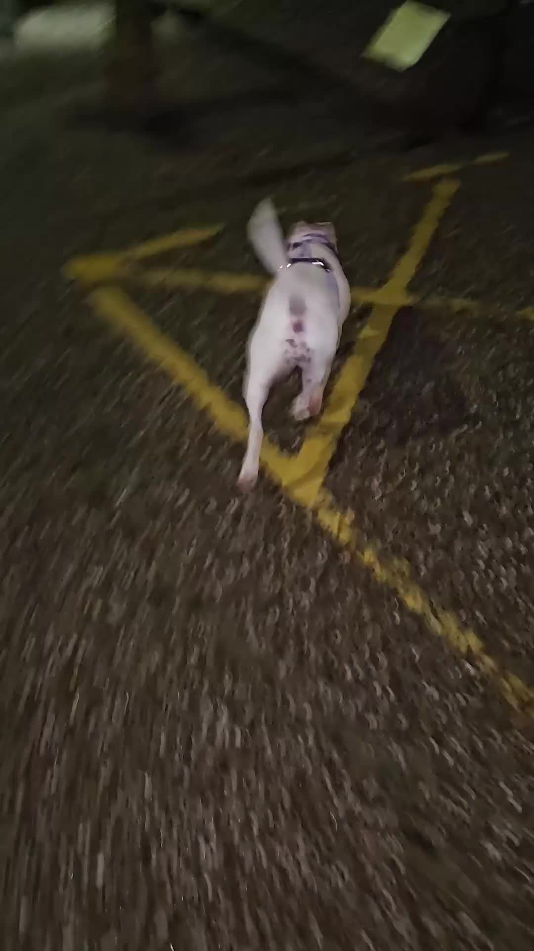 Mixed Breed dogs for sale: Angel - Video 1