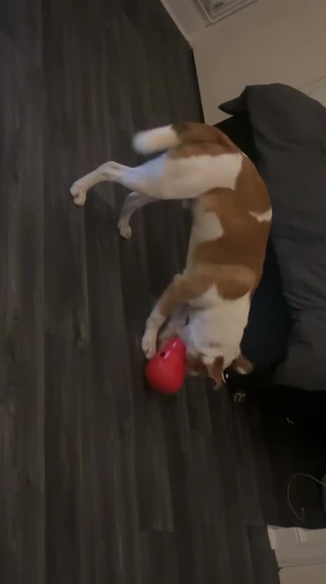 Mixed Breed dogs for sale: American bully cross  in Southall - Video 5