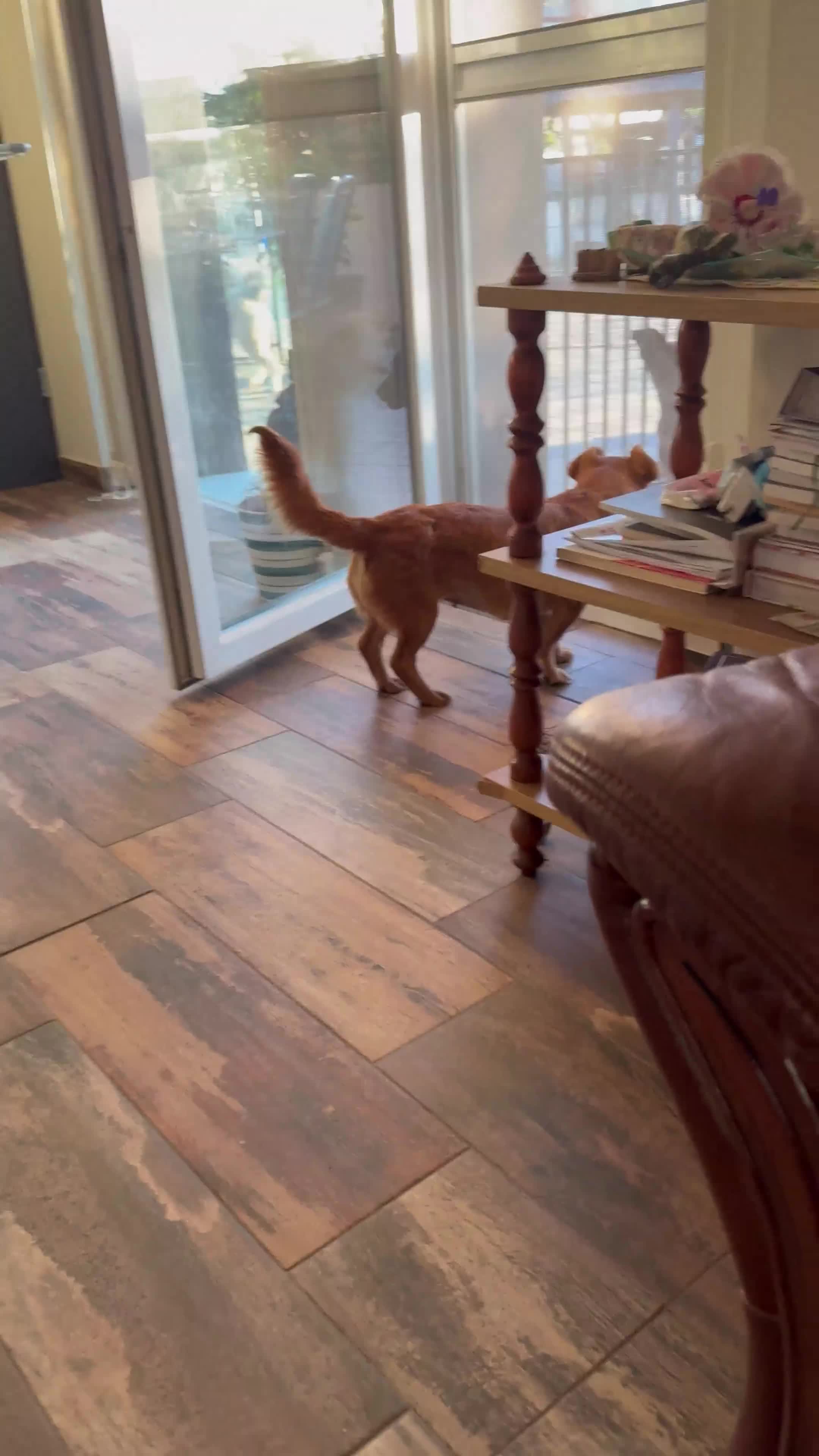Mixed Breed dogs for adoption: Lovely Luna looking for LOVE - Video 2