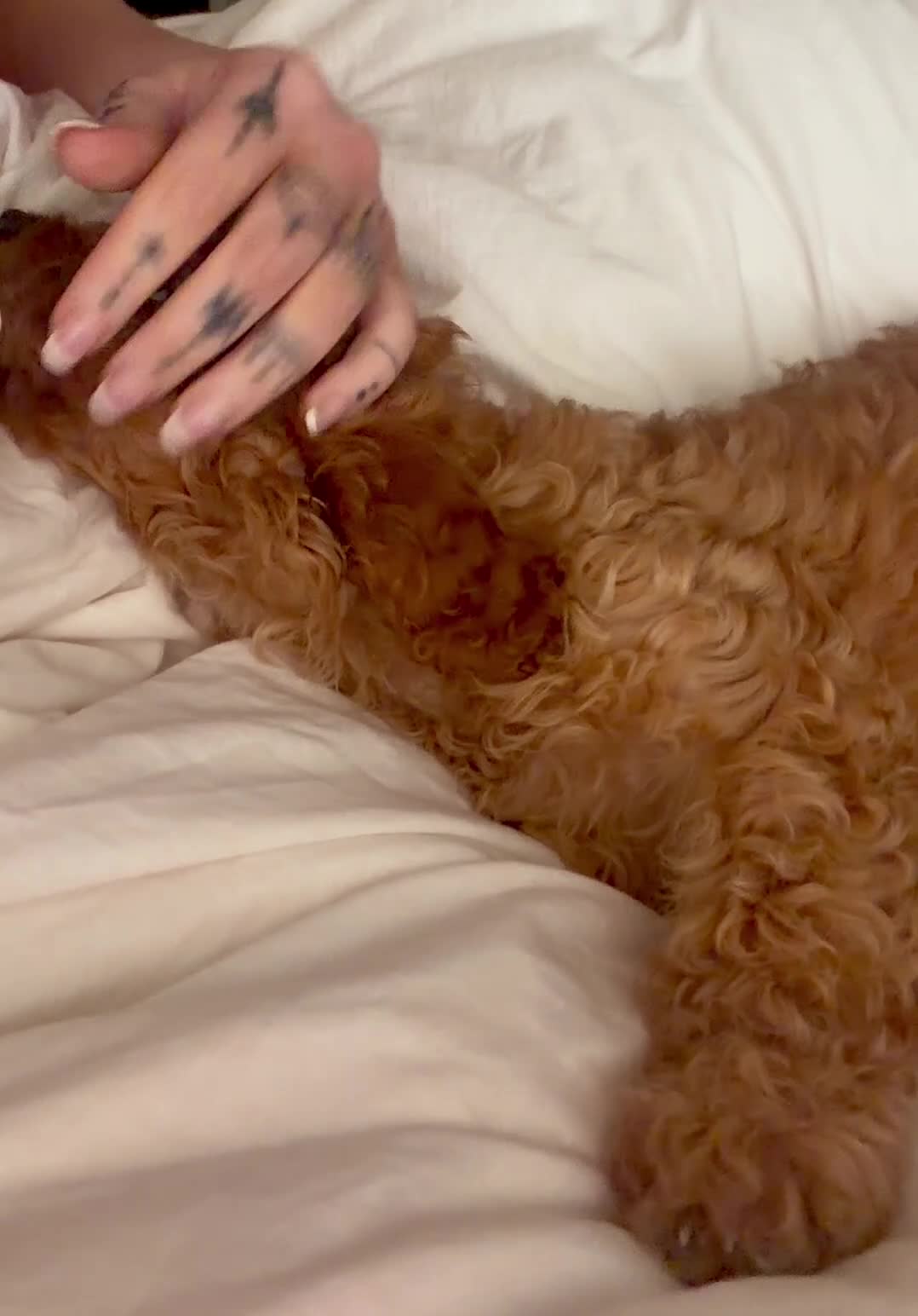 Cavapoo dogs for sale: Last two extra curly and tiny female toy cavapoos - Video 2