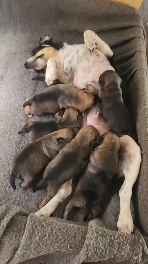 Mixed Breed dogs for sale: Six lovely Borderjack puppies available - Video 1