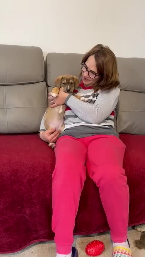 Mixed Breed dogs for adoption: 🐾💛 DOTTY – The Sweet, Gentle Little Soul 💛🐾 - Video 3