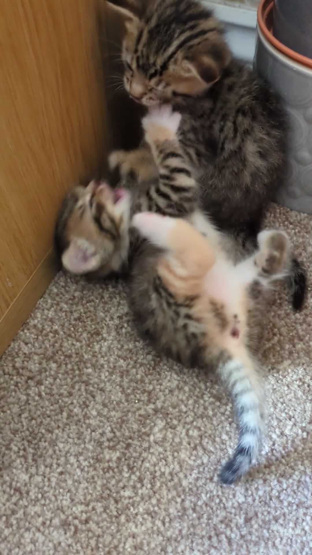 Mixed Breed cats for sale: Mother Cat and 3 Kittens Available in Oldbury - Video 1