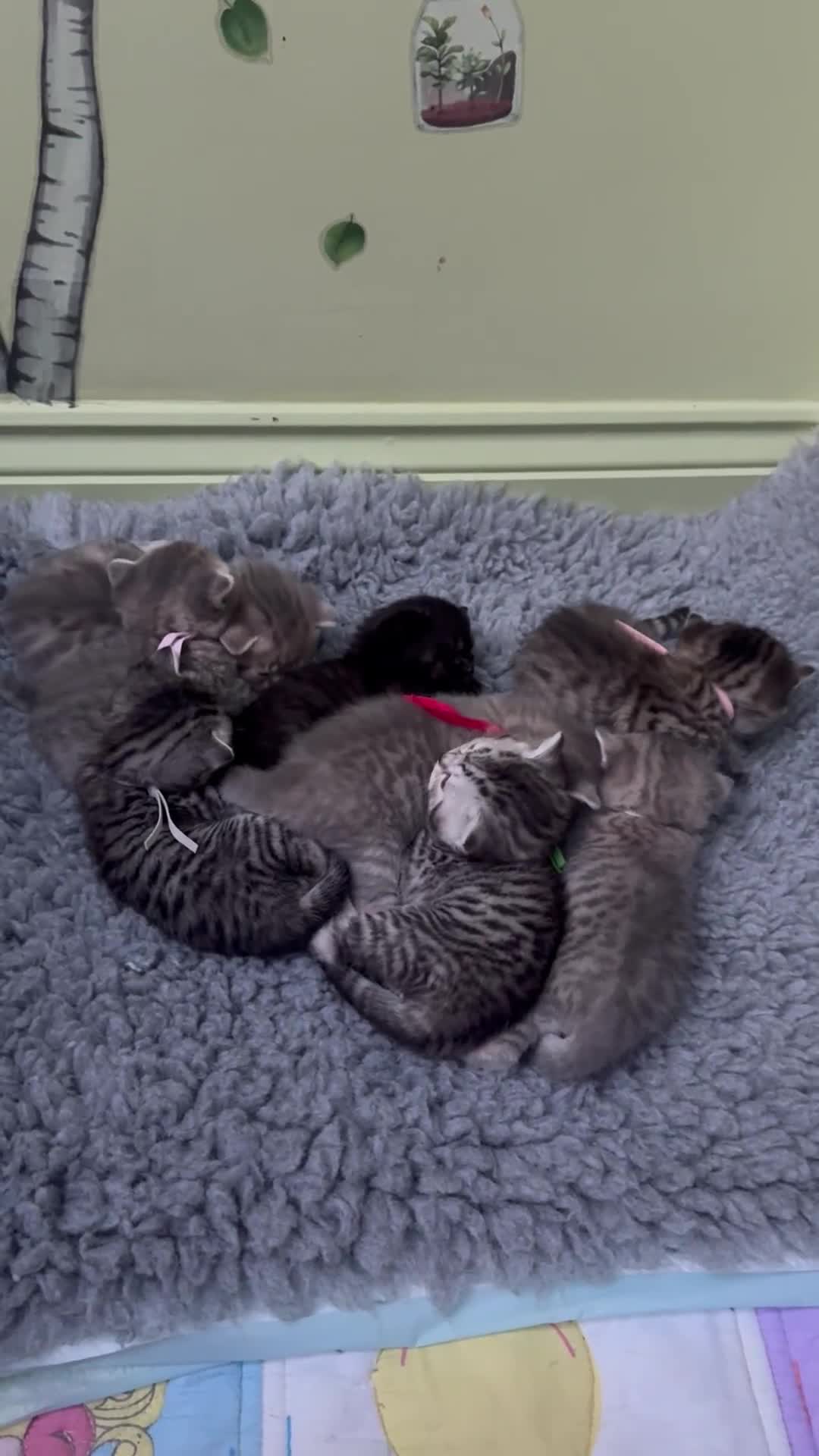 Scottish Fold cats for sale: Scottish fold/ Scottish striaght BSH kittens  - Video 3