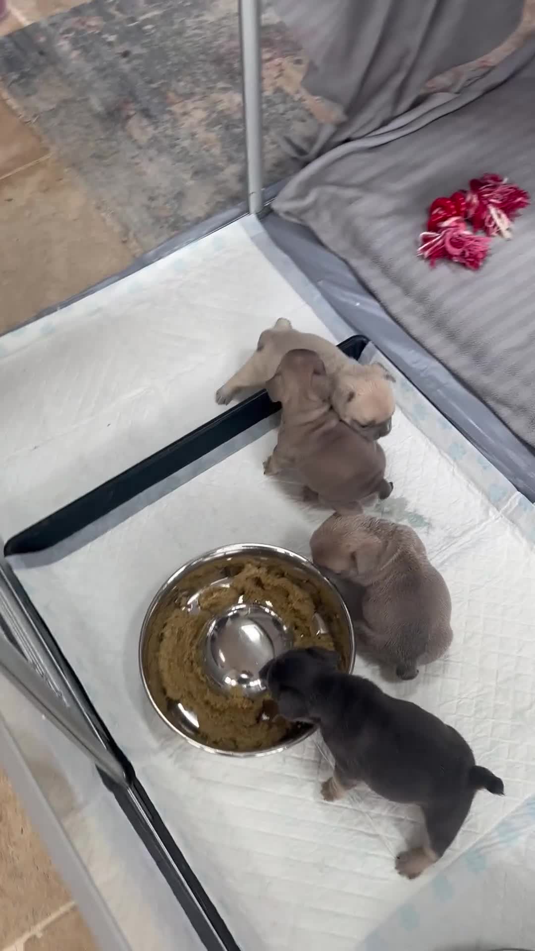 French Bulldog dogs for sale: Adorable little boy - Video 2