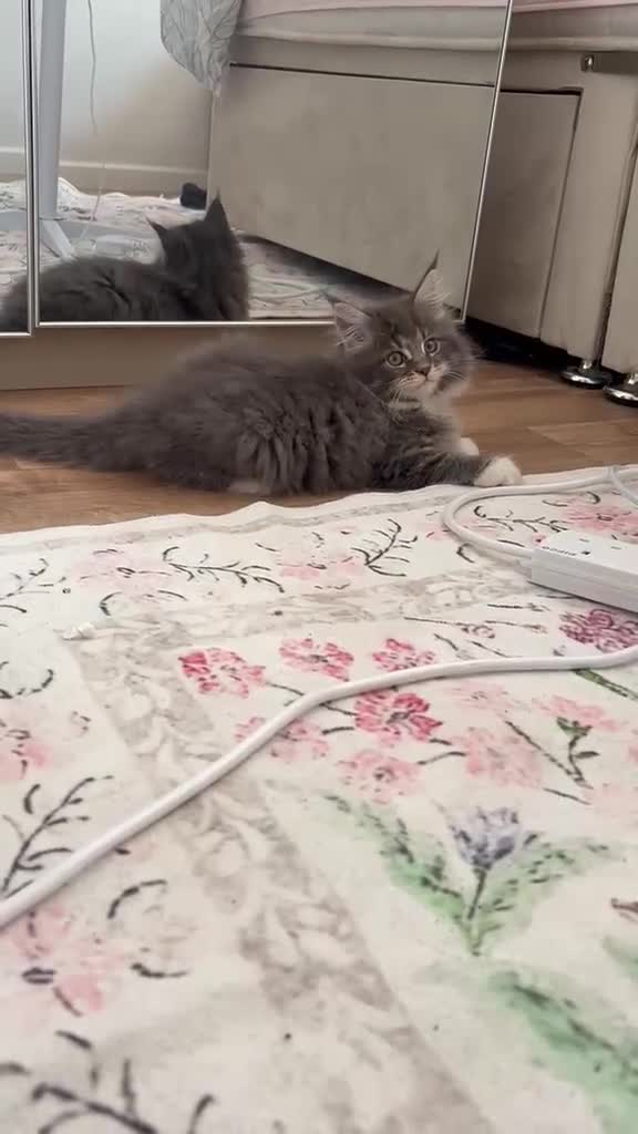Maine Coon cats for sale: Maine coon kittens - Video 1