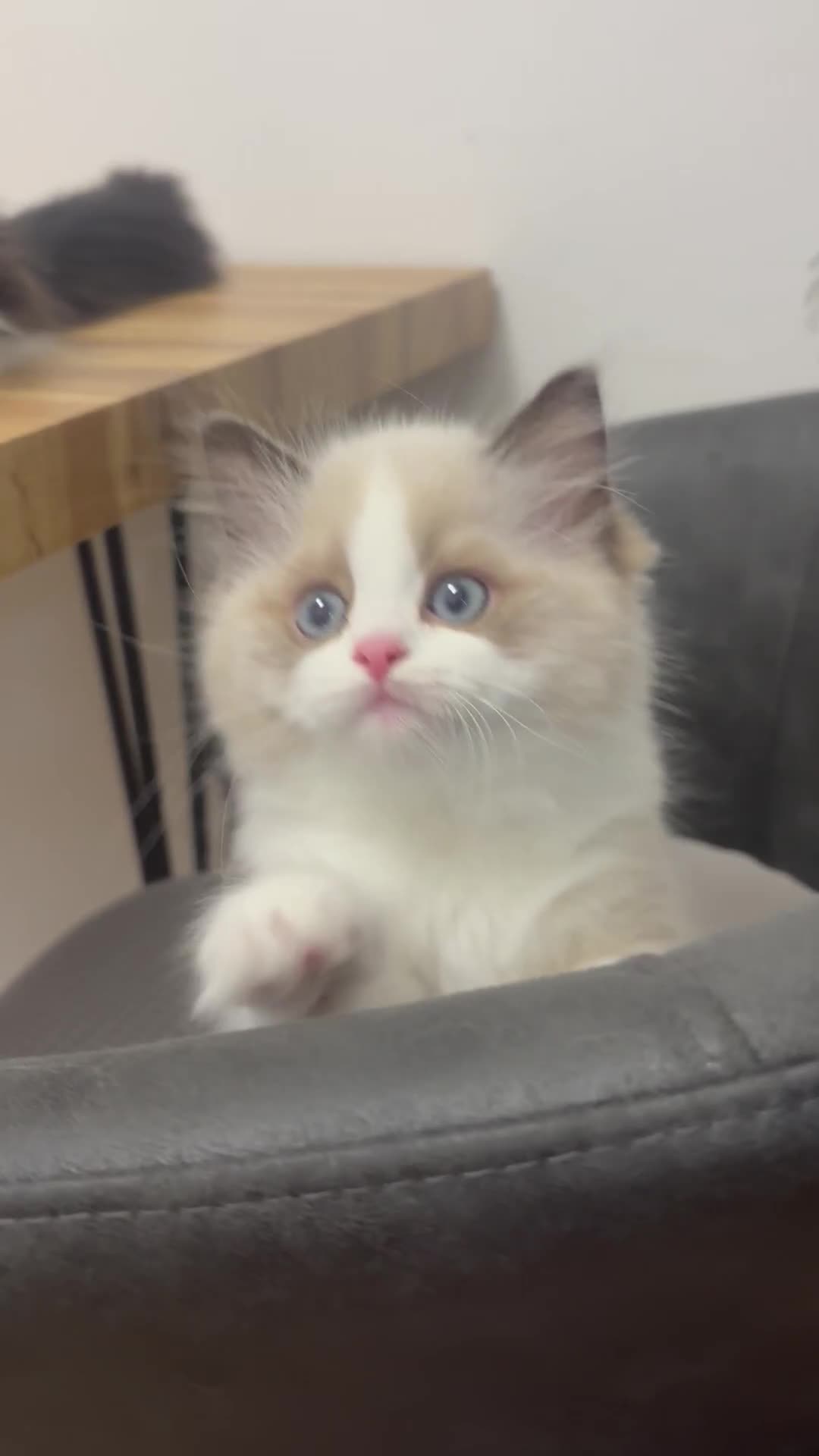 Ragdoll cats for sale: Champion Bloodline Seal Bicolour Ragdoll Girl - Video 1