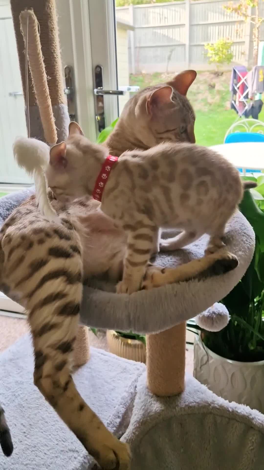 Bengal cats for sale: Stunning Glittered Pedigree Benga kittens  - Video 1