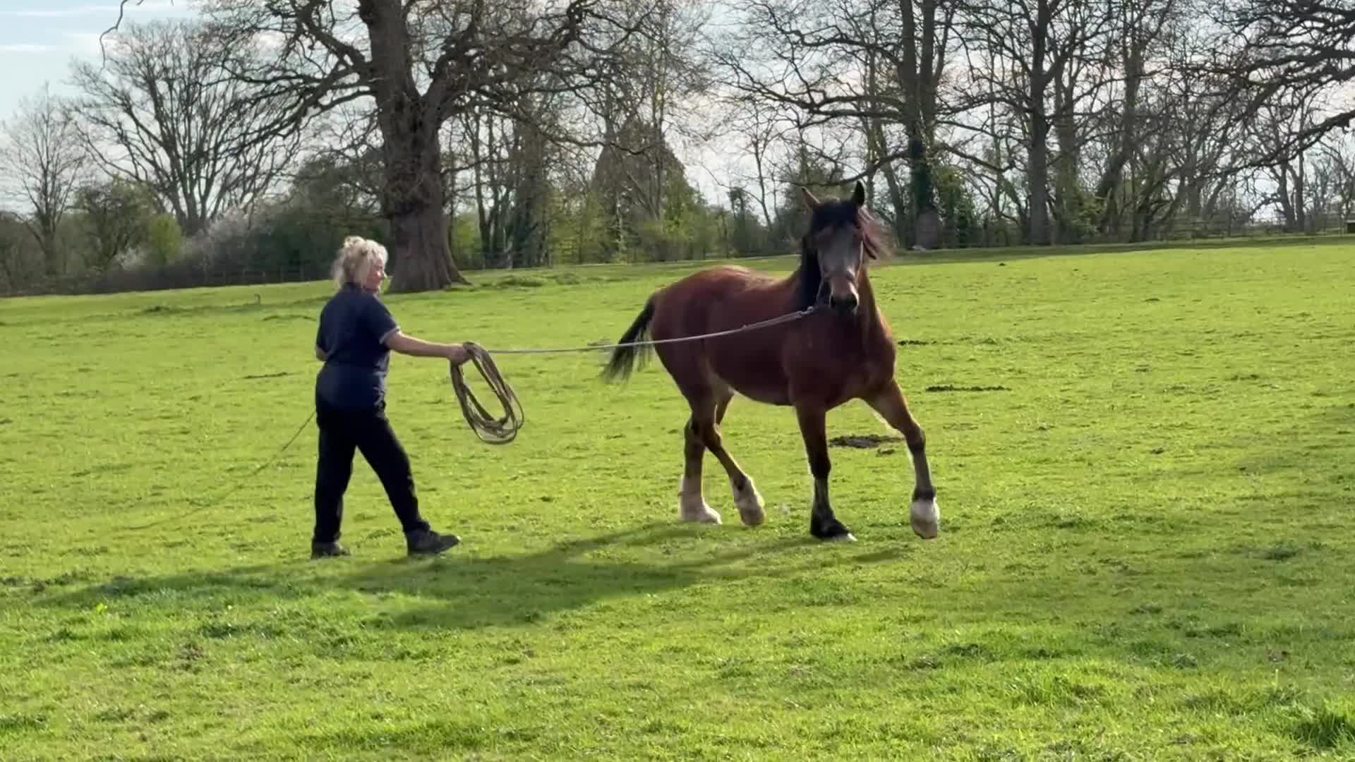 Welsh Section D horses for sale: Perfect summer project! Welsh sec D gelding  in Taunton - Video 2