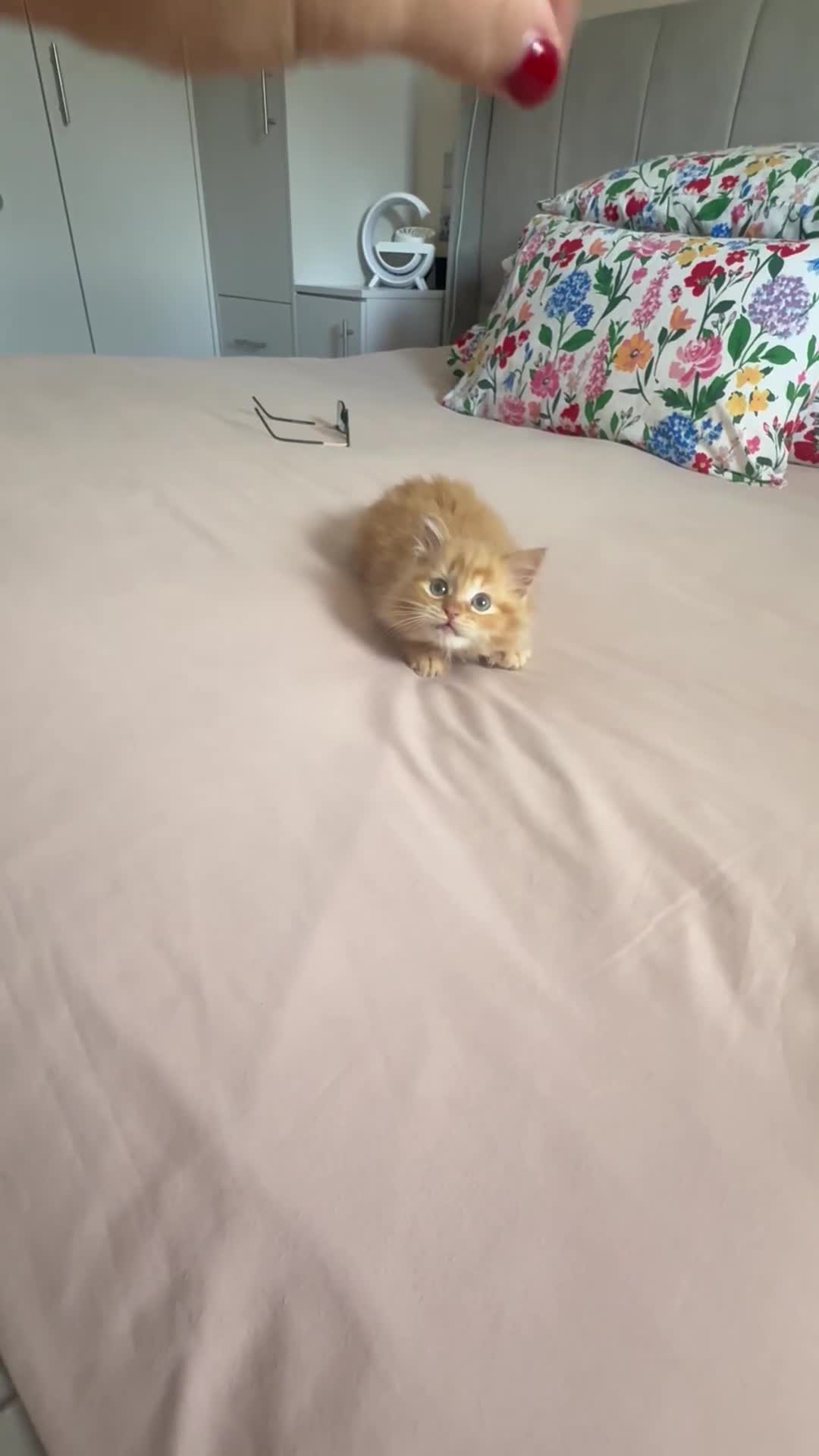 Mixed Breed cats for sale: 2 Beautiful Ragdoll Kittens for Sale – Ready 🐾 - Video 1