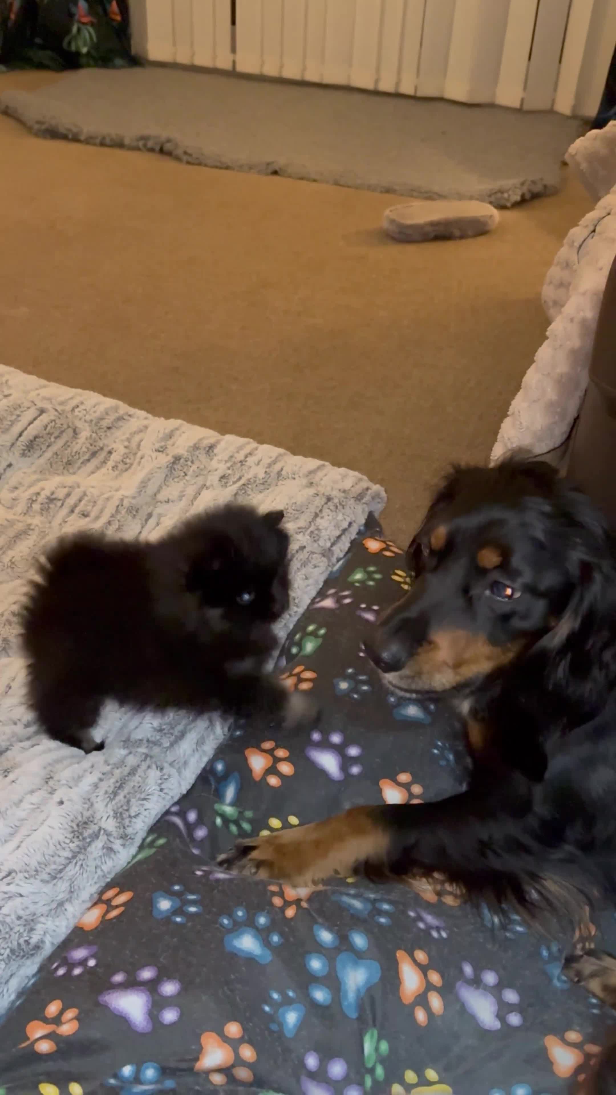 Pomeranian dogs for sale: Tiny Female Black Pomeranian Puppy  - Video 5