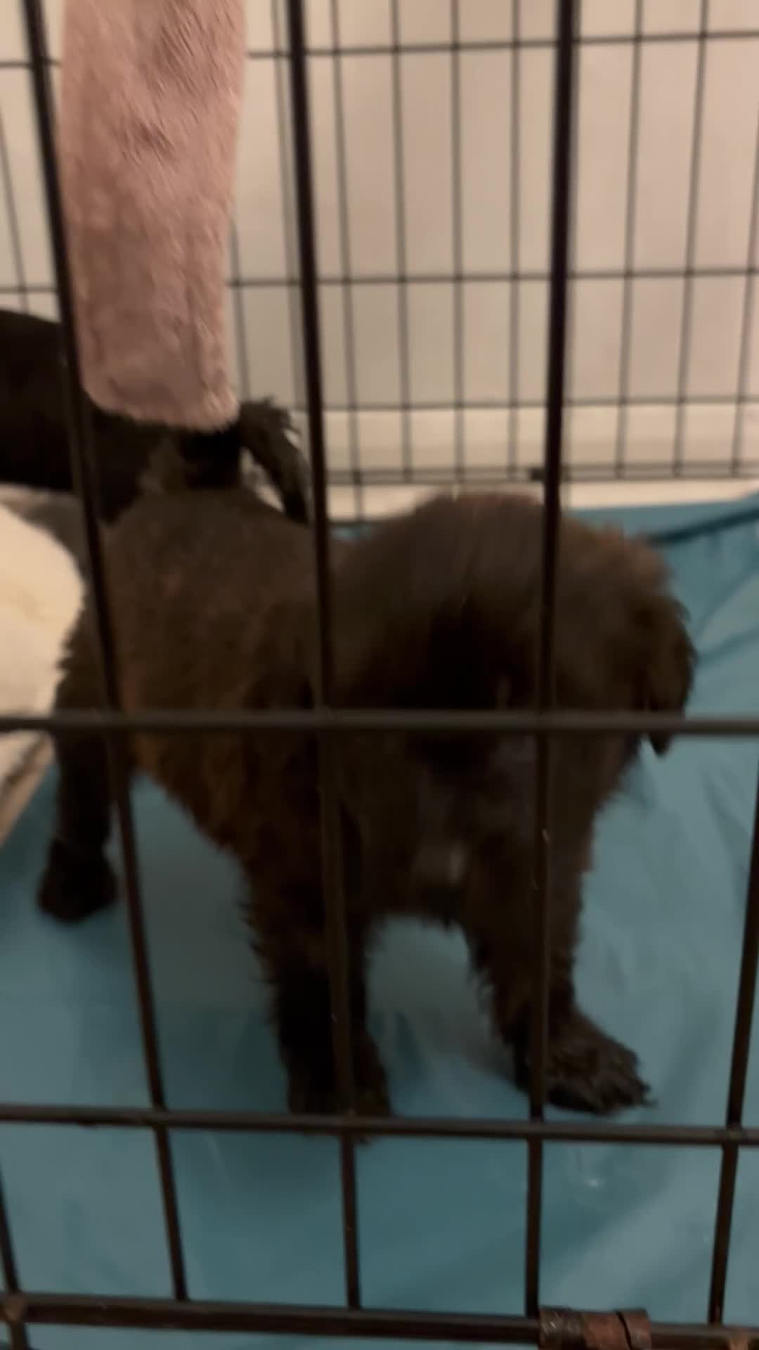 Mixed Breed dogs for sale: Last dog left - Video 1