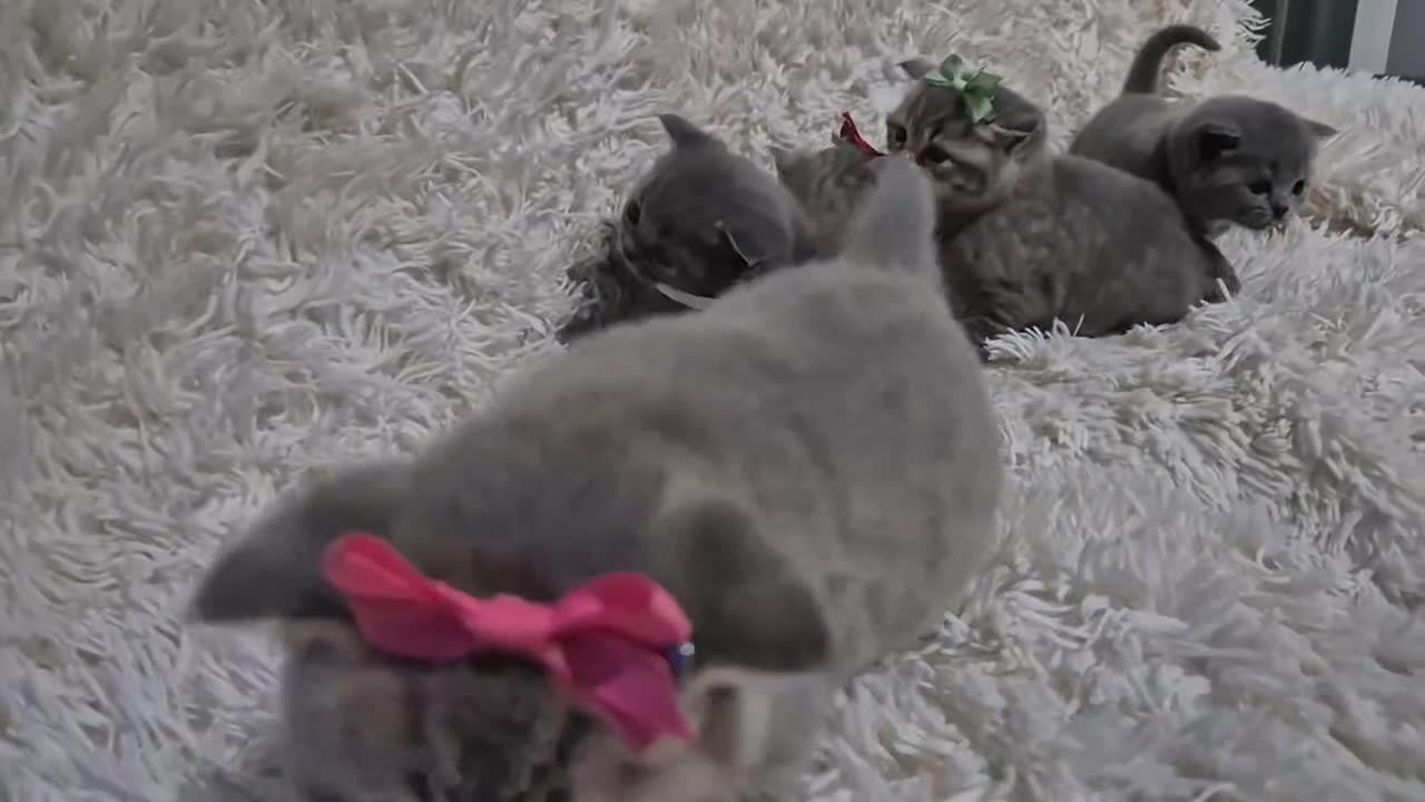 British Shorthair cats for sale: British short-hair kittens - Video 1